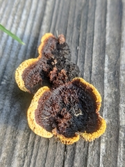 Gloeophyllum abietinum