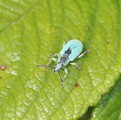 Phyllobius virideaeris