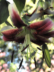 Lilium occidentale