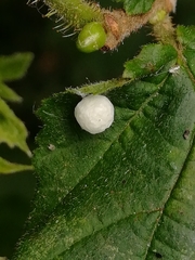 Paidiscura pallens