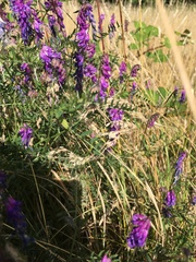 Vicia cracca