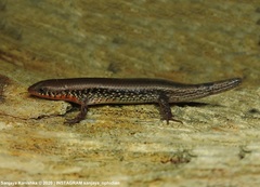 Eutropis tammanna