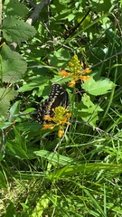Platanthera chapmanii