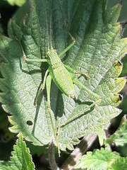 Leptophyes punctatissima