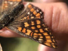 Euphydryas intermedia