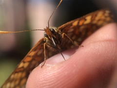 Euphydryas intermedia