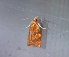 Cenopis diluticostana