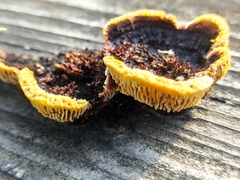 Gloeophyllum abietinum