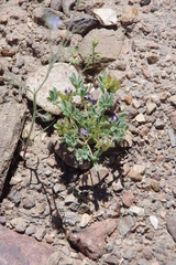Lupinus brevicaulis