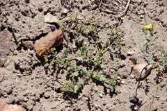 Phacelia monoensis
