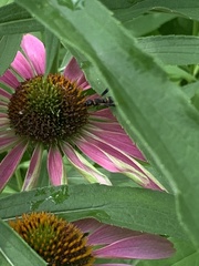 Parancistrocerus histrio