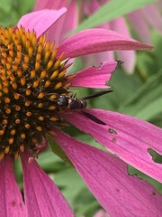 Parancistrocerus histrio