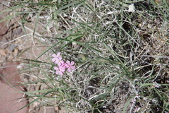 Phlox stansburyi