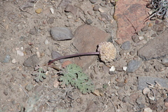 Cymopterus globosus