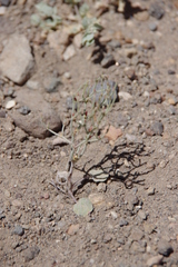 Eriogonum nidularium