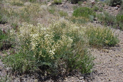 Astragalus curvicarpus