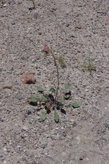 Chylismia claviformis integrior