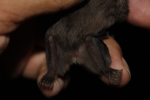 Aztec Fruit-eating Bat