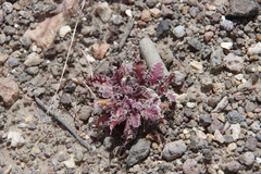 Glyptopleura marginata