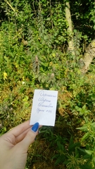 Leonurus quinquelobatus