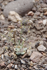 Eriogonum maculatum