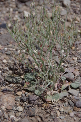 Eriogonum nidularium