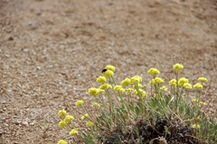 Eriogonum alexanderae
