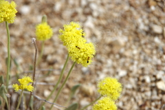 Eriogonum alexanderae