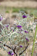 Psorothamnus polydenius