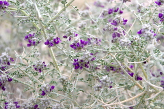 Psorothamnus polydenius