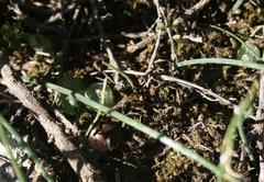 Bulbine mesembryanthemoides