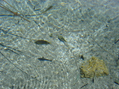 Herichthys minckleyi