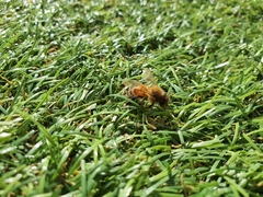 Apis mellifera