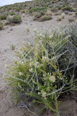 Tetradymia spinosa