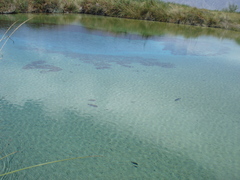 Herichthys minckleyi