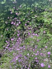 Callicarpa dichotoma
