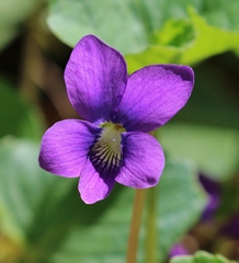 Viola cucullata