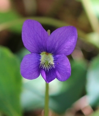 Viola cucullata