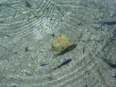 Herichthys minckleyi