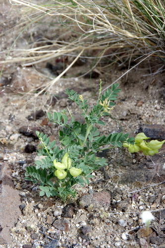Astragalus lentiginosus var. kennedyi