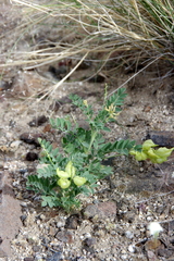 Astragalus lentiginosus kennedyi