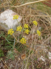 Bupleurum bicaule