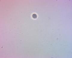 Russula ochroleucoides