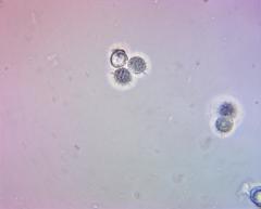 Russula ochroleucoides