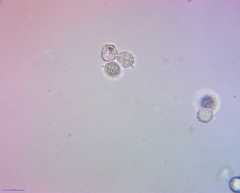 Russula ochroleucoides