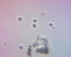 Russula ochroleucoides