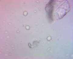 Russula ochroleucoides