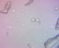 Russula ochroleucoides