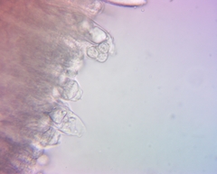 Russula ochroleucoides