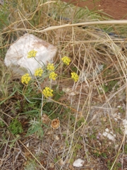 Bupleurum bicaule